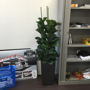 Interieurbeplanting Schiedam