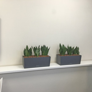 Interieurbeplanting Schiedam