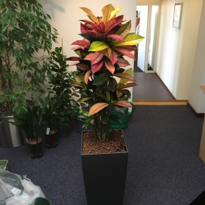 Interieurbeplanting Schiedam