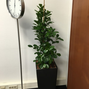 Interieurbeplanting Schiedam