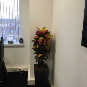 Interieurbeplanting Schiedam