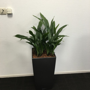 Interieurbeplanting Schiedam