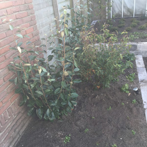 Tuin Honselersdijk